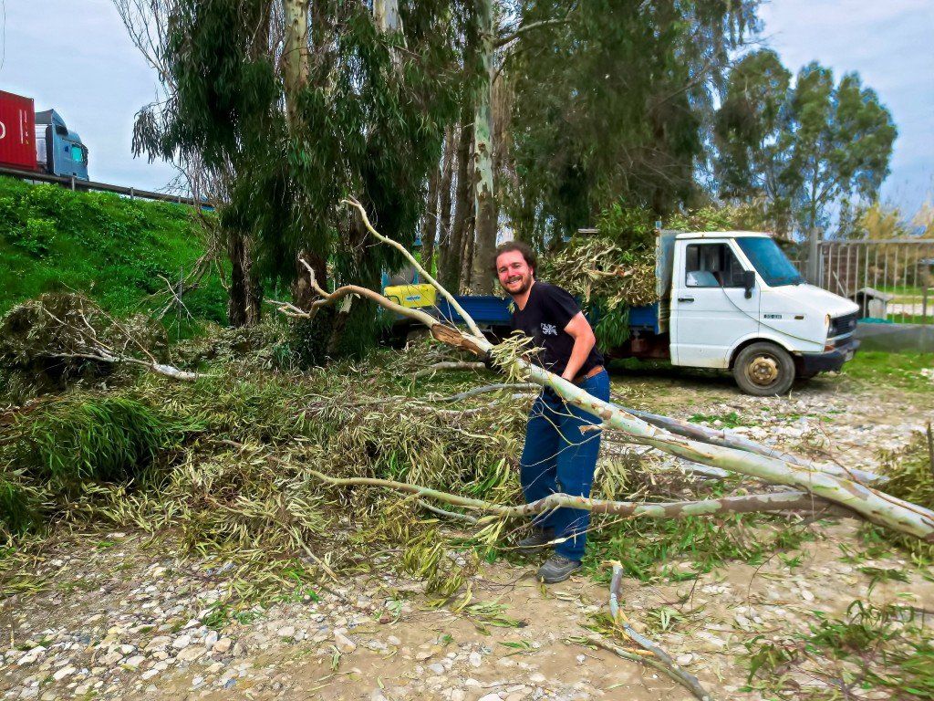 Clearing the Trees for Workaway in Sarzana