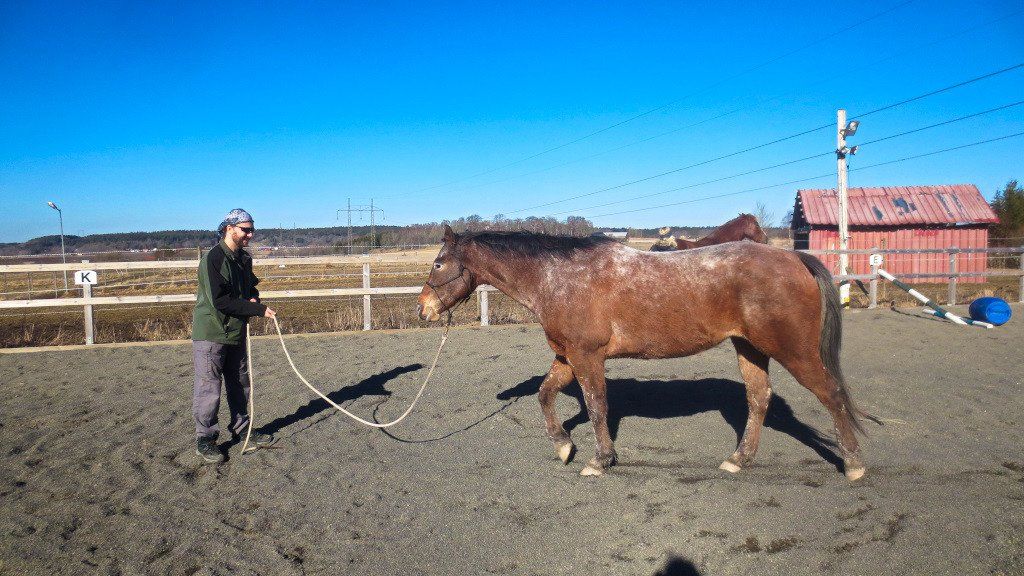 Selfie Training Horse #4