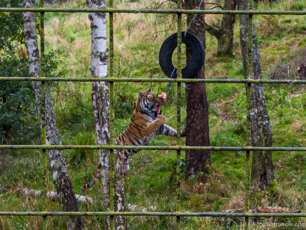 Tiger Eating Lunch at the Highland Wildlife Park